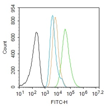 Vimentin Rabbit Polyclonal Antibody