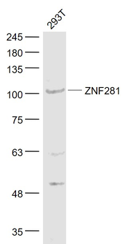 ZNF281 Rabbit Polyclonal Antibody
