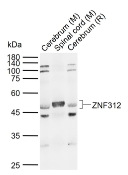 ZNF312 Rabbit Polyclonal Antibody
