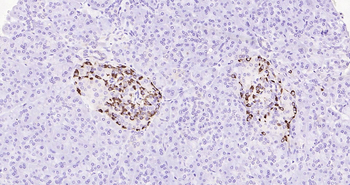 Human Glucagon Ready-To-Use IHC Kit