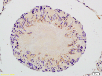 GAPDHS Rabbit Polyclonal Antibody