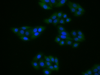 GPR43 Rabbit Polyclonal Antibody