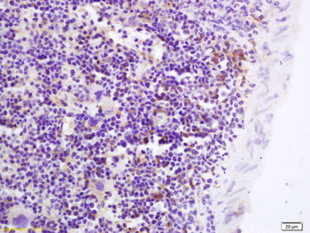GPR43 Rabbit Polyclonal Antibody