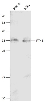 IFT46 antibody