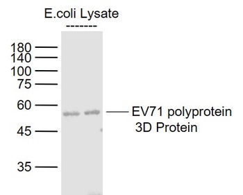 EV71 polyprotein 3D antibody