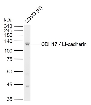 CDH17LI-cadherin Antibody