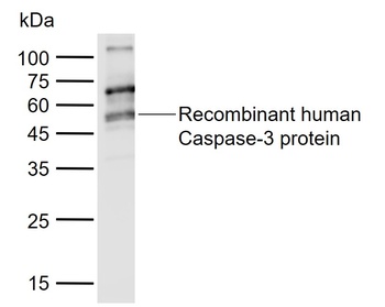 Caspase-3 Antibody