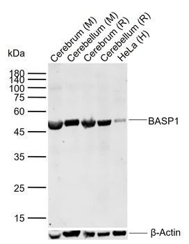 BASP1 Antibody