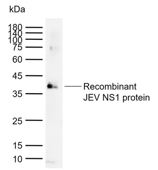 JEV NS1 Antibody