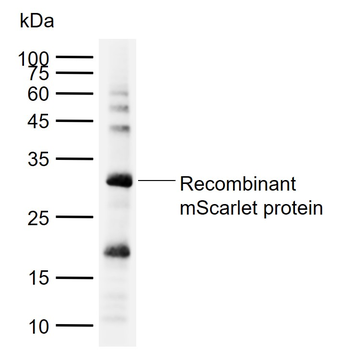 MScarlet Mouse Monoclonal Antibody