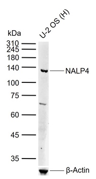 NALP4 Antibody