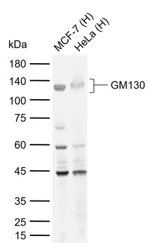 GM130 Antibody