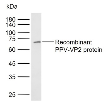 PPV-VP2 Antibody