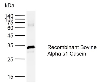 Alpha casein Antibody