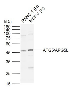 ATG5/APG5L Antibody