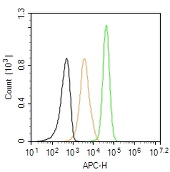 Phospho-FLT3 (Tyr591) Rabbit Polyclonal Antibody (BF647)
