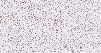 Rat Histone H3 Ready-To-Use IHC Kit