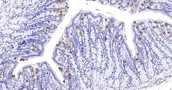 Rat TFF3 Ready-To-Use IHC Kit