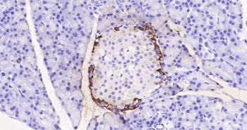 Rat Glucagon Ready-To-Use IHC Kit