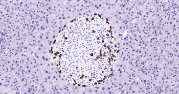 Mouse Glucagon Ready-To-Use IHC Kit