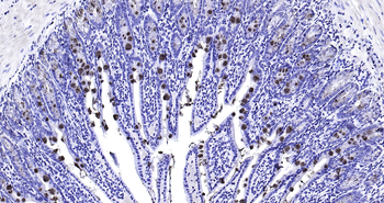 Mouse TFF3 Ready-To-Use IHC Kit