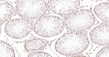 Rat Histone H3 Ready-To-Use IHC Kit