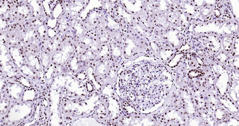 Human Histone H3 Ready-To-Use IHC Kit