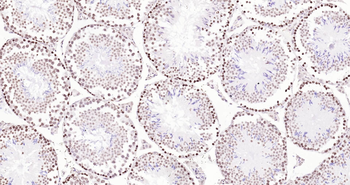 Mouse Histone H3 Ready-To-Use IHC Kit