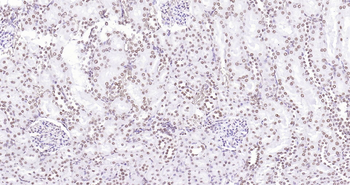 Histone H3 Ready-To-Use IHC Kit