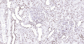 Human Histone H3 Ready-To-Use IHC Kit
