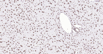 Mouse Histone H3 Ready-To-Use IHC Kit