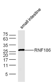RNF186 Rabbit Polyclonal Antibody
