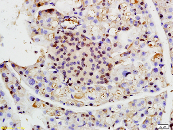 RNF13 Rabbit Polyclonal Antibody