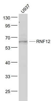 RNF12 Rabbit Polyclonal Antibody