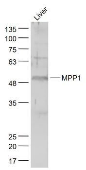 MPP1 Rabbit Polyclonal Antibody