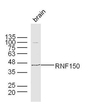 RNF150 Rabbit Polyclonal Antibody