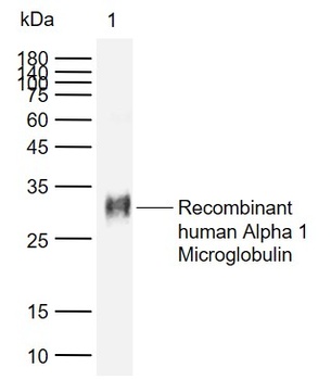 Anti-Alpha 1 microglobulin