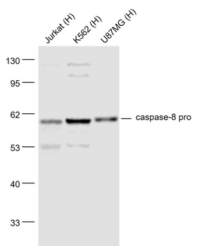 Caspase-8 subunit p18 Rabbit Polyclonal Antibody