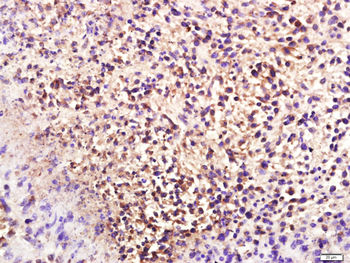 Alpha s2 Casein Rabbit Polyclonal Antibody