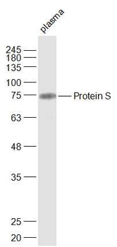 Protein S antibody