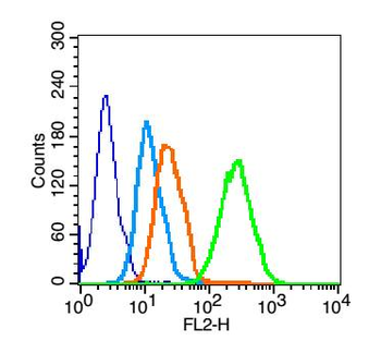 CD19 Rabbit Polyclonal Antibody