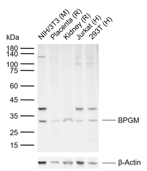 BPGM Rabbit Polyclonal Antibody