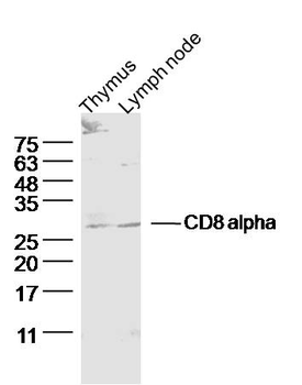 CD8 alpha Rabbit Polyclonal Antibody