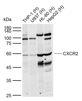 CXCR2 Rabbit Polyclonal Antibody