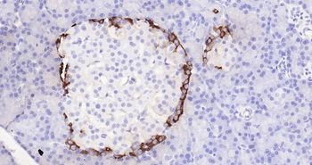 Rat GLP-1 Ready-To-Use IHC Kit