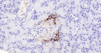 Mouse GLP-1 Ready-To-Use IHC Kit