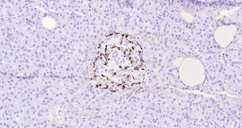 Human GLP-1 Ready-To-Use IHC Kit