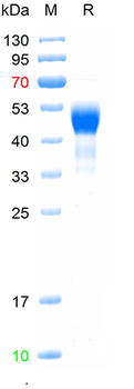 Recombinant human IGFBP3 protein, His (HEK293)