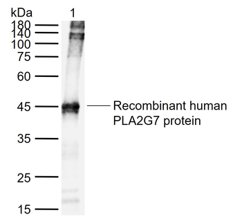 PLA2G7 Mouse Monoclonal Antibody