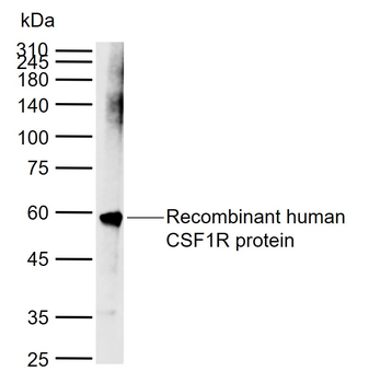 CSF1R Rabbit Polyclonal Antibody